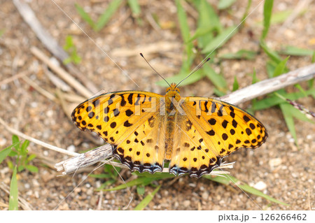 砂地の地面で日光浴中の黒オレンジ斑模様のツマグロヒョウモン蝶雄・成虫（自然環境下マクロ撮影） 126266462