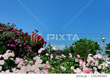 ローズレー梅ノ木 バラ園と青空 ローズレー梅ノ木 バラ園と青空 126266463