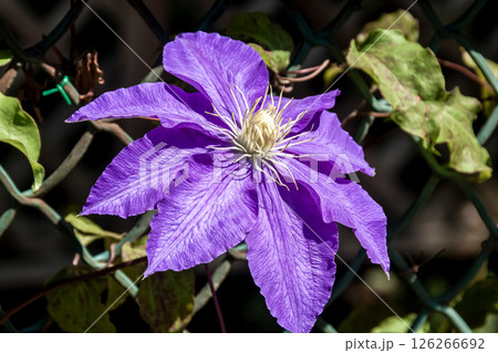 優雅な花クレマチス、ラザースタン【キンポウゲ科センニンソウ属】 126266692