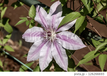 優雅な花クレマチス、ネリーモーサ【キンポウゲ科センニンソウ属】 126266693