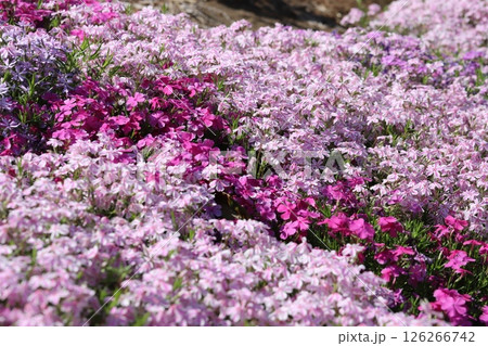 春の庭に咲くピンク色のシバザクラの花 春の庭に咲くピンク色のシバザクラの花 126266742
