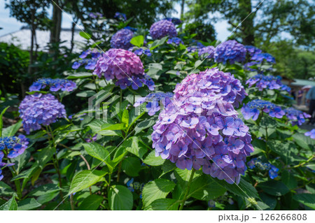 色鮮やかに咲き誇る紫陽花の花と初夏の陽射し 色鮮やかに咲き誇る紫陽花の花と初夏の陽射し 126266808