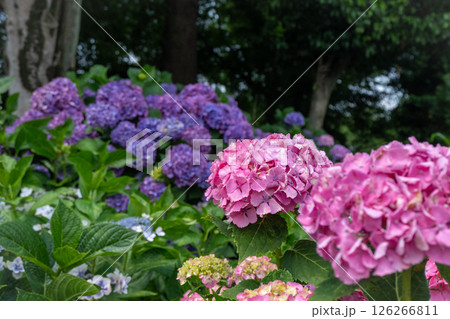 梅雨の庭を彩るピンクと紫の紫陽花 梅雨の庭を彩るピンクと紫の紫陽花 126266811