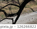水無川に垂れる桜の枝 126266822