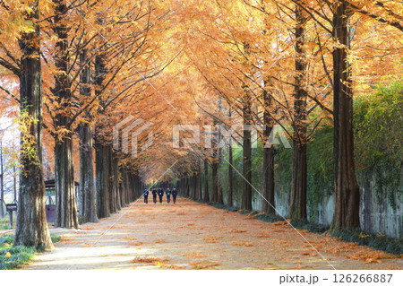 Metasequoia-lined road, maple-lined road 126266887