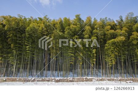 Winter landscape of a blue bamboo forest. 126266913