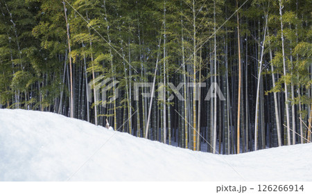 Winter landscape of a blue bamboo forest. 126266914