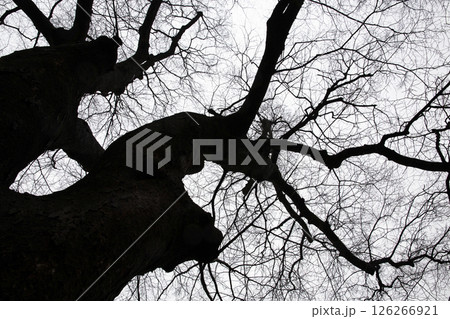 A winter tree with fallen leaves, a zelkova tree A winter tree with fallen leaves, a zelkova tree 126266921