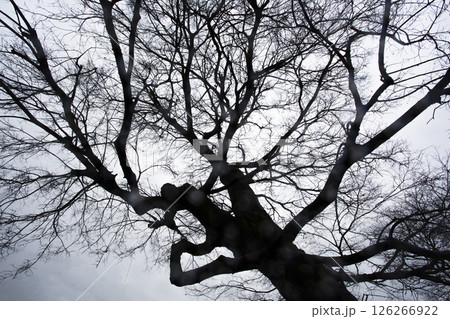 A winter tree with fallen leaves, a zelkova tree 126266922