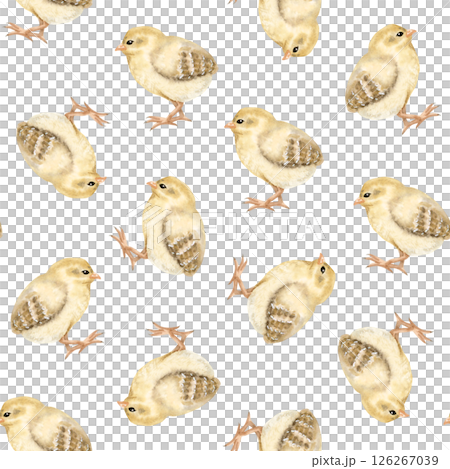 Pastel yellow baby chicks watercolor seamless pattern on white. Cute chickens for Easter repeat backgrounds or farm birds designs. Fall domestic animals for textile, wrapping paper and kids clothes 126267039