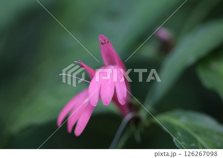 ディアンテラ・ノドサの花 126267098