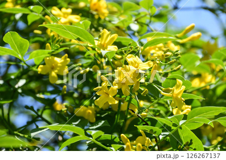 キソケイ　Yellow Jasmine 126267137
