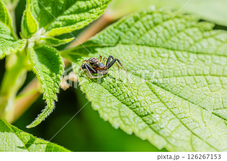 ヤミイロカニグモ（オス） 126267153