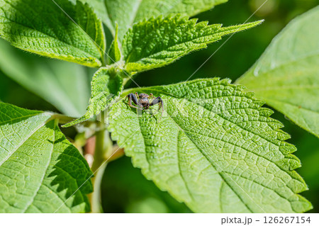 ヤミイロカニグモ（オス） 126267154