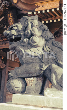 武蔵一ノ宮多摩市小野神社の門の前の毬に前足をのせた雄の狛犬の写真 126267161