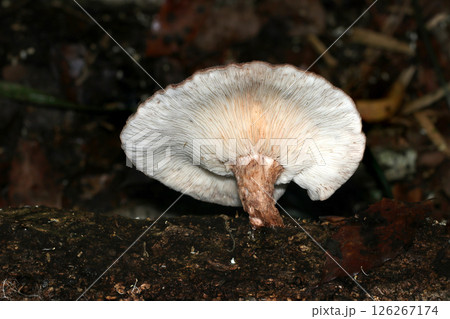 大型の天然野生しいたけの裏・ヒダ柄アップ（自然環境下ストロボマクロ撮影） 126267174