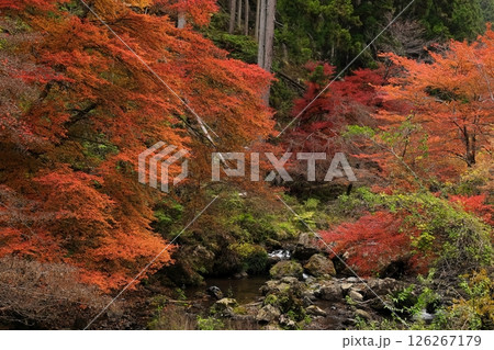 日本の紅葉 京都貴船 日本の紅葉 京都貴船 126267179