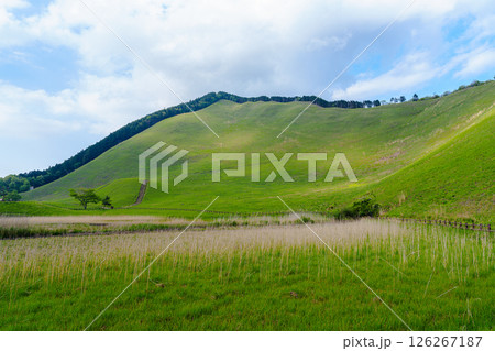 山焼きからちょうど3カ月　すっかり緑を取り戻した曽爾高原　二本ボソとお亀池 126267187