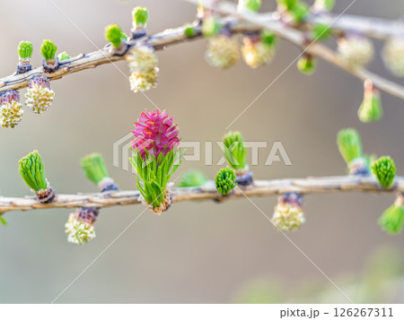 Colorful autumn forest with trees on the shore of a blue lake - top aerial view. Colorful autumn forest with trees on the shore of a blue lake - top aerial view. 126267311