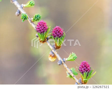 Colorful autumn forest with trees on the shore of a blue lake - top aerial view. Colorful autumn forest with trees on the shore of a blue lake - top aerial view. 126267321