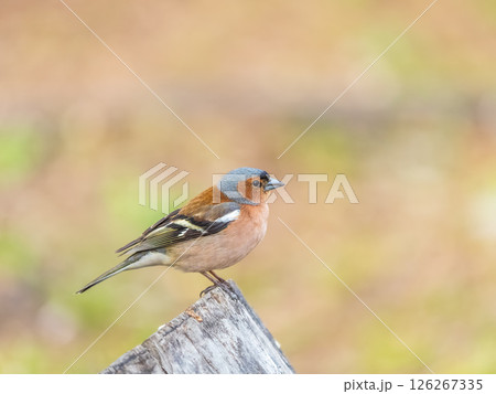 Common chaffinch, Fringilla coelebs, sits on a tree. Common chaffinch in wildlife. Common chaffinch, Fringilla coelebs, sits on a tree. Common chaffinch in wildlife. 126267335