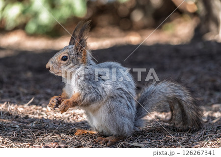 Squirrel in autumn or spring with nut on the green grass with fallen yellow leaves 126267341