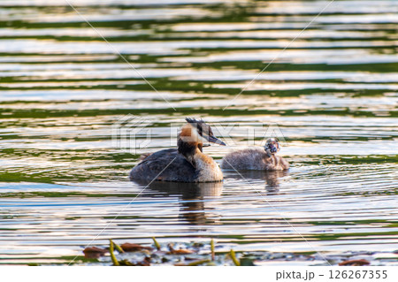 The waterfowl bird, great crested grebe with chick, swimming in the lake. The waterfowl bird, great crested grebe with chick, swimming in the lake. 126267355