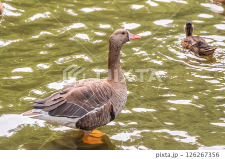 Greater White-fronted Goose (Anser albifrons) standing on the green shore of the pond. Greater White-fronted Goose (Anser albifrons) standing on the green shore of the pond. 126267356