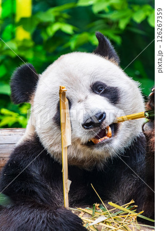 The Giant Panda Bear sits while eating a bamboo stalk 126267359