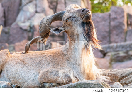 Close-up portrait of Markhor, Capra falconeri, wild goat native to Central Asia, Karakoram and the Himalayas Close-up portrait of Markhor, Capra falconeri, wild goat native to Central Asia, Karakoram and the Himalayas 126267360