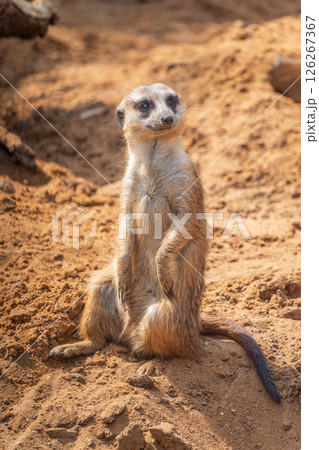 Meerkat, Suricata suricatta, on hind legs. Portrait of meerkat standing on hind legs with alert expression. Portrait of a funny meerkat sitting on its hind legs. Meerkat, Suricata suricatta, on hind legs. Portrait of meerkat standing on hind legs with alert expression. Portrait of a funny meerkat sitting on its hind legs. 126267367