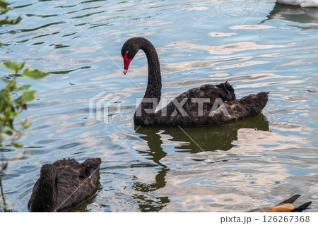 A graceful black swan with a red beak is swimming on a lake with dark green water. Cygnus atratus A graceful black swan with a red beak is swimming on a lake with dark green water. Cygnus atratus 126267368