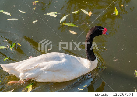 The black-necked swan, Cygnus melancoryphus, is a swan that is the largest waterfowl native to South America. The body plumage is white with a black neck and head and greyish bill The black-necked swan, Cygnus melancoryphus, is a swan that is the largest waterfowl native to South America. The body plumage is white with a black neck and head and greyish bill 126267371