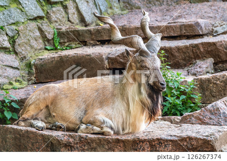 Close-up portrait of Markhor, Capra falconeri, wild goat native to Central Asia, Karakoram and the Himalayas 126267374