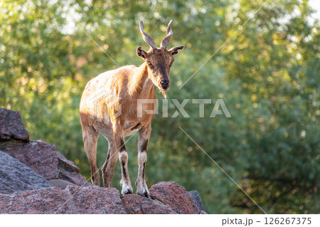 Markhor female on the rock. Latin name - Capra falconeri. Wild goat native to Central Asia, Karakoram and the Himalayas 126267375