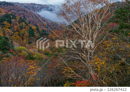 安達太良山・くろがね小屋付近の霧湧く紅葉の山並み 126267422