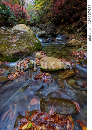 安達太良山登山口の烏川渓谷の紅葉 安達太良山登山口の烏川渓谷の紅葉 126267425