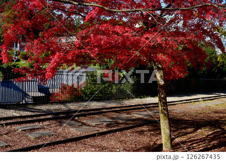 紅葉の蹴上インクライン 126267435