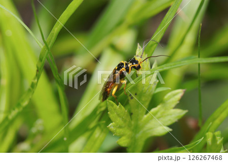獲物を求めて草の中で狩りをするかわいい黄色と黒のヒラタハバチ科の蜂（自然環境下マクロ撮影） 126267468