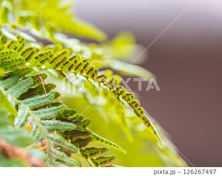 Common polypody fern Polypodium vulgare grows among thick moss. 126267497