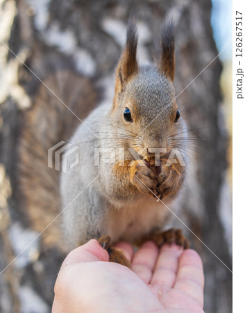 A squirrel in the autumn eats nuts from a human hand. Eurasian red squirrel, Sciurus vulgaris A squirrel in the autumn eats nuts from a human hand. Eurasian red squirrel, Sciurus vulgaris 126267517