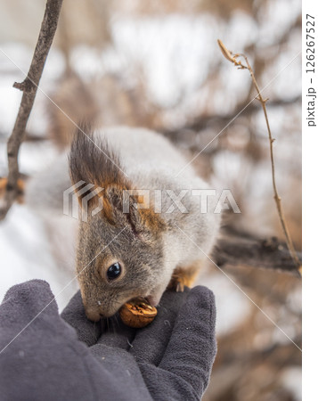 Squirrel eats nuts from a man's hand. Caring for animals in winter or autumn. 126267527
