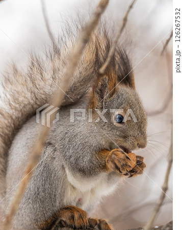 The squirrel with nut sits on tree in the winter or late autumn The squirrel with nut sits on tree in the winter or late autumn 126267532
