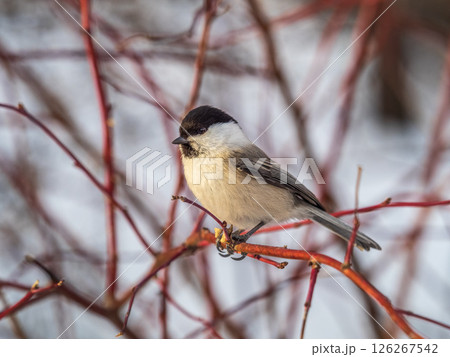Cute bird the willow tit, song bird sitting on a branch without leaves in the winter. Cute bird the willow tit, song bird sitting on a branch without leaves in the winter. 126267542