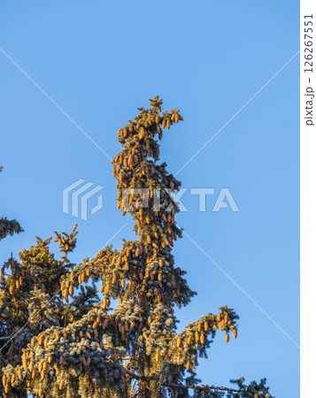 Green spruce branches with needles and cones against a blue sky in winter. Many cones on spruce. Fir tree. Green spruce branches with needles and cones against a blue sky in winter. Many cones on spruce. Fir tree. 126267551