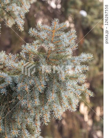 Fir branch with needles in the sunset light 126267558