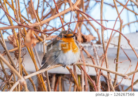 Cute bird the European Robin, Erithacus rubecula. sitting on the tree branch in winter. 126267566