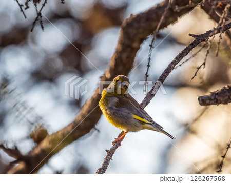 Green and yellow songbird, The European greenfinch sitting on a branch in spring. Green and yellow songbird, The European greenfinch sitting on a branch in spring. 126267568