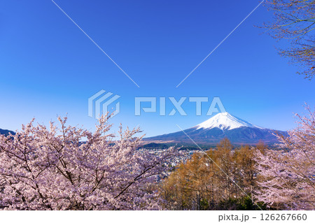 山梨県富士吉田市 春の新倉山浅間公園から見た風景 山梨県富士吉田市 春の新倉山浅間公園から見た風景 126267660