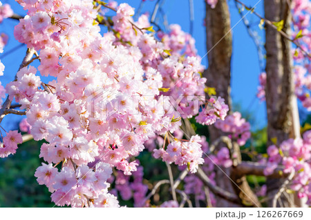 山梨県富士吉田市　春の新倉山浅間公園から見た風景 126267669